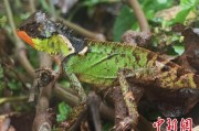 锡林郭勒盟云南南滚河保护区首次发现红唇棘蜥