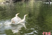 锡林郭勒盟吉林：罕见白鸬鹚连续两年“故地重游”