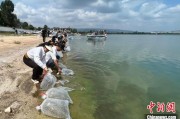 锡林郭勒盟云南江川举行增殖放流活动 逾54万尾鱼游入星云湖